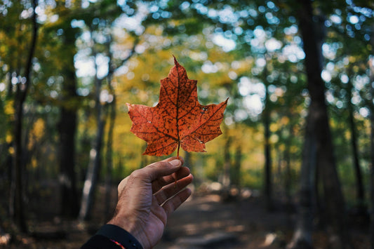Where Can I Take the English Test for Canadian Citizenship in Kitchener-Waterloo